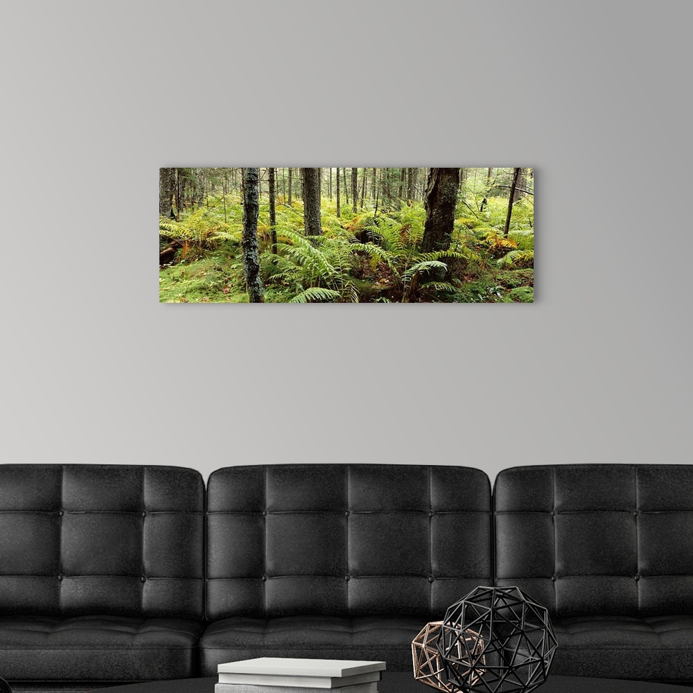 A modern room featuring Fall ferns, Adirondack Mountains, New York