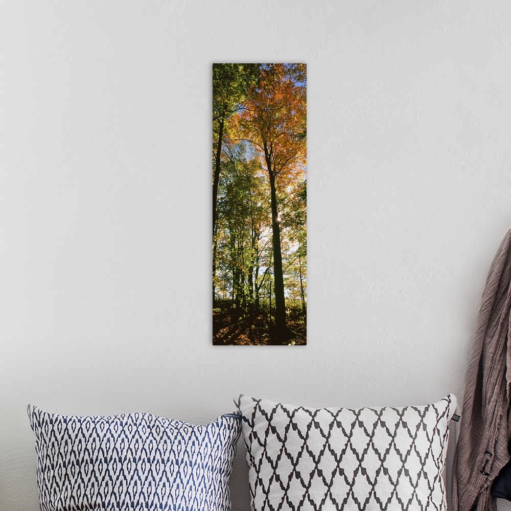 A bohemian room featuring Tall and narrow photo print of fall foliage covered trees in a forest.