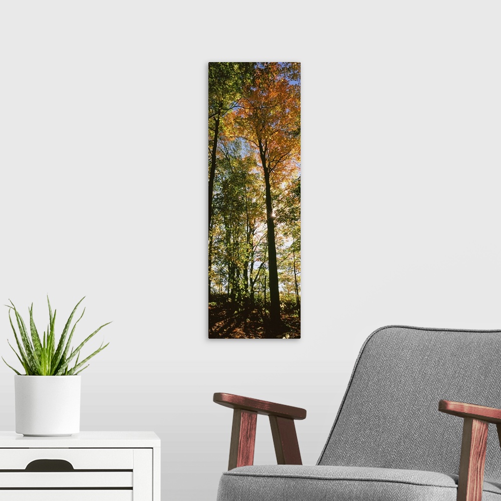 A modern room featuring Tall and narrow photo print of fall foliage covered trees in a forest.