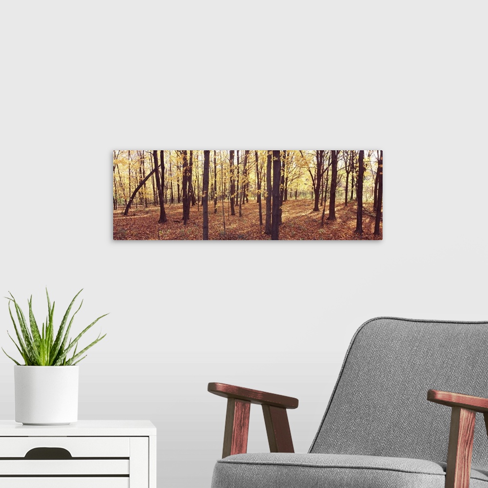 A modern room featuring Trees in a forest, Baxters Hollow State Natural Area, Wisconsin Department of Natural Resources, ...