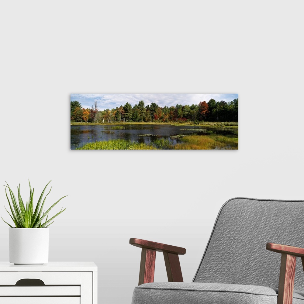 A modern room featuring Trees in a forest, Cape Cod, Barnstable County, Massachusetts
