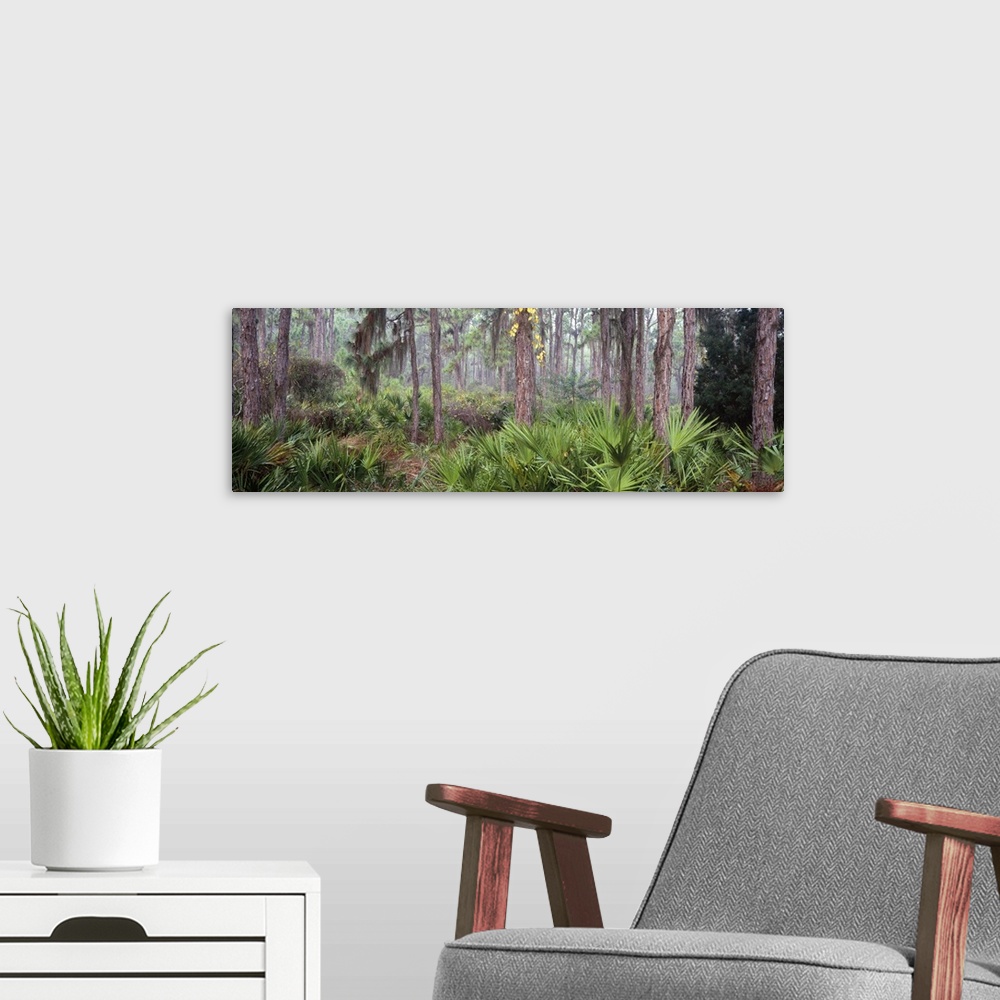 A modern room featuring Trees in a forest Cedar Point Environmental Park Englewood Florida