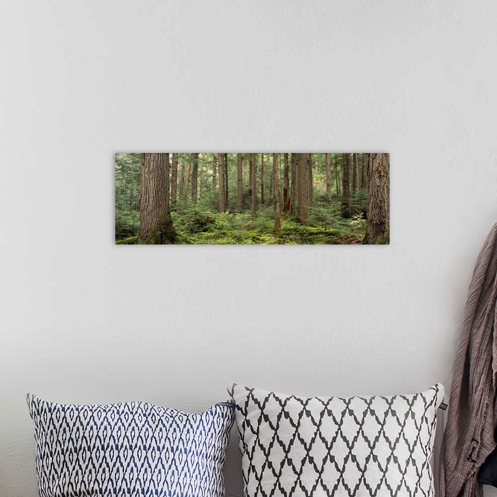A bohemian room featuring Trees in a forest, Cheakamus Lake, British Columbia, Canada