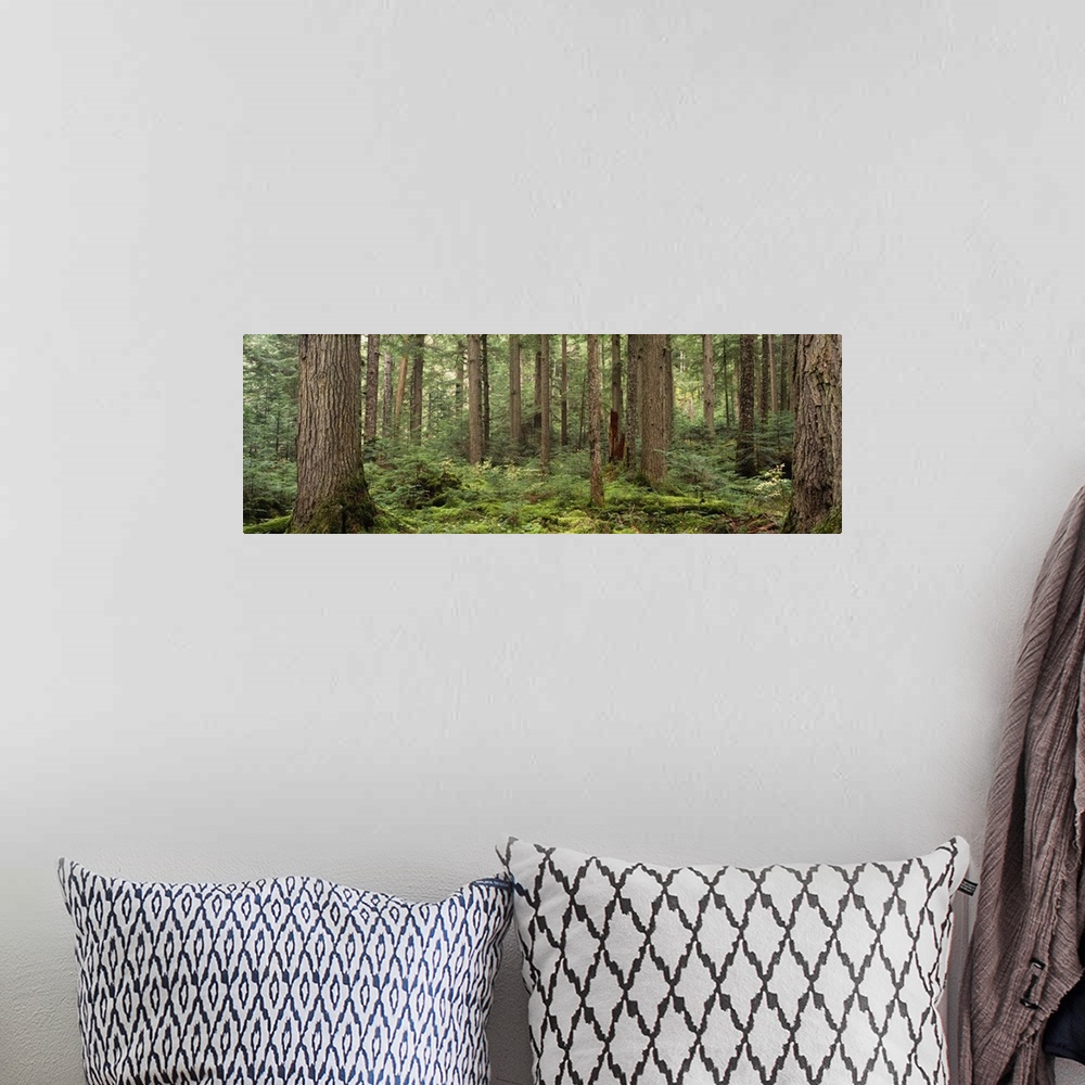 A bohemian room featuring Trees in a forest, Cheakamus Lake, British Columbia, Canada