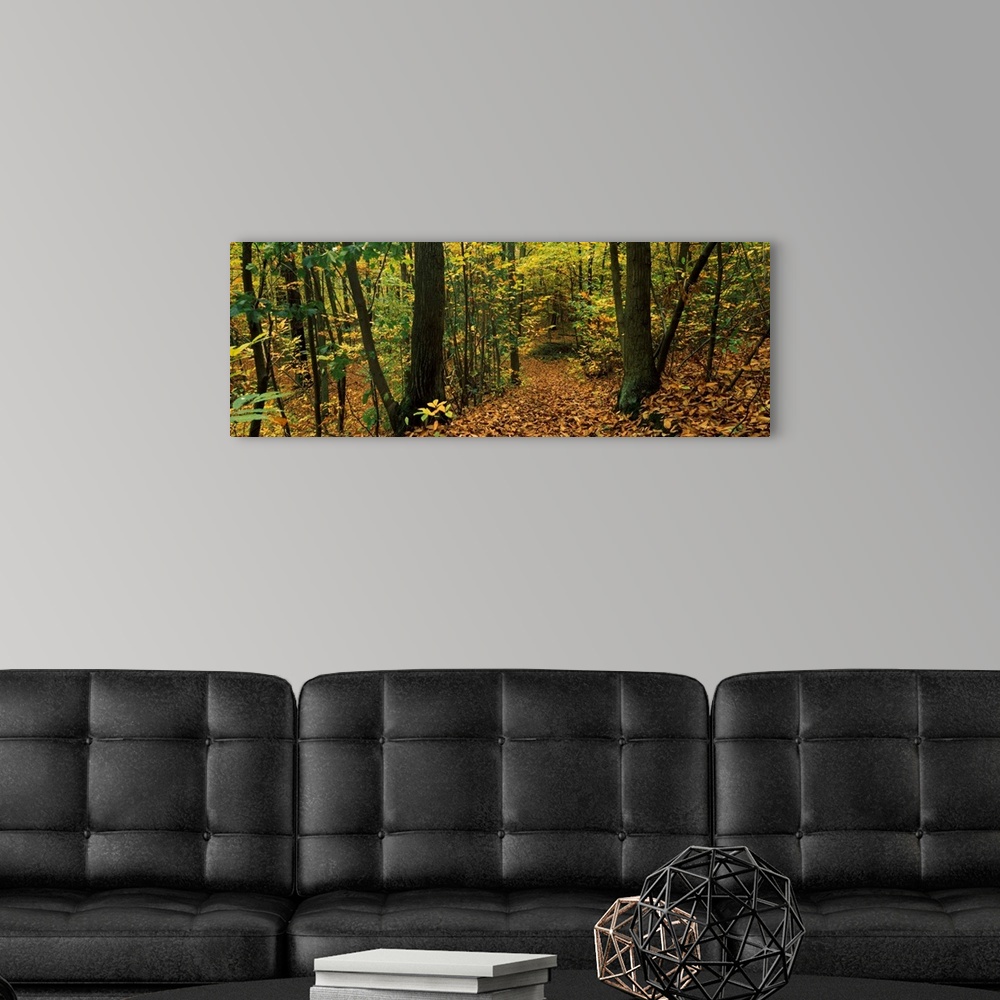 A modern room featuring Trees in a forest, Clamart, Paris, Ile de France, France