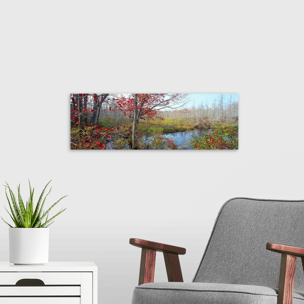 A modern room featuring Autumn, Wetland, Near Damariscotta, Maine, USA