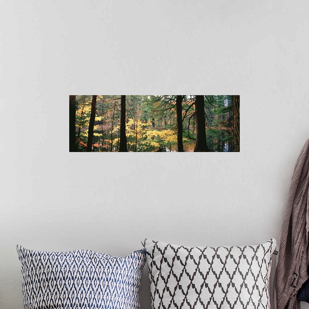 A bohemian room featuring Trees in a forest during autumn