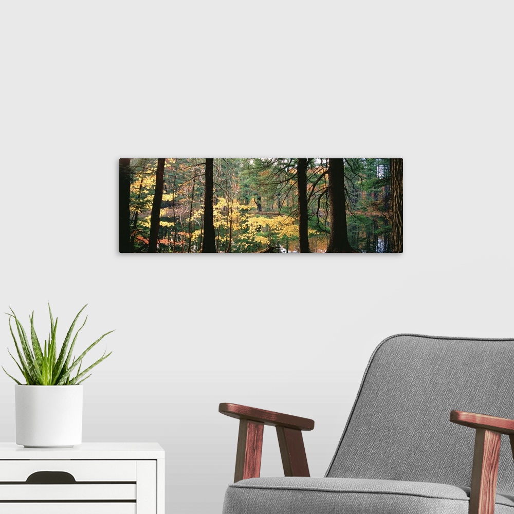 A modern room featuring Trees in a forest during autumn