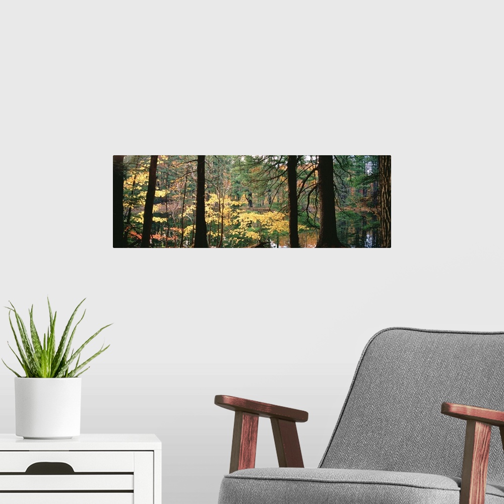 A modern room featuring Trees in a forest during autumn