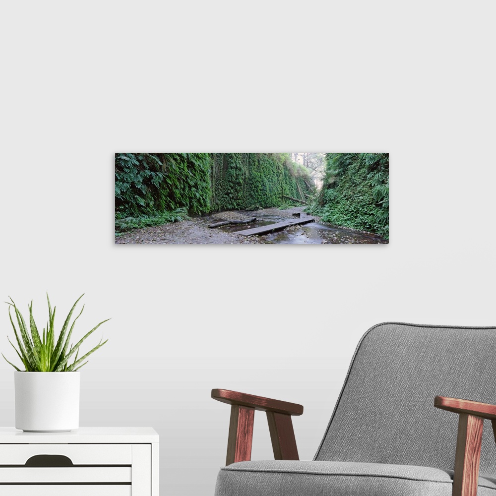 A modern room featuring Trees in a forest, Fern Canyon, Prairie Creek Redwoods State Park, California
