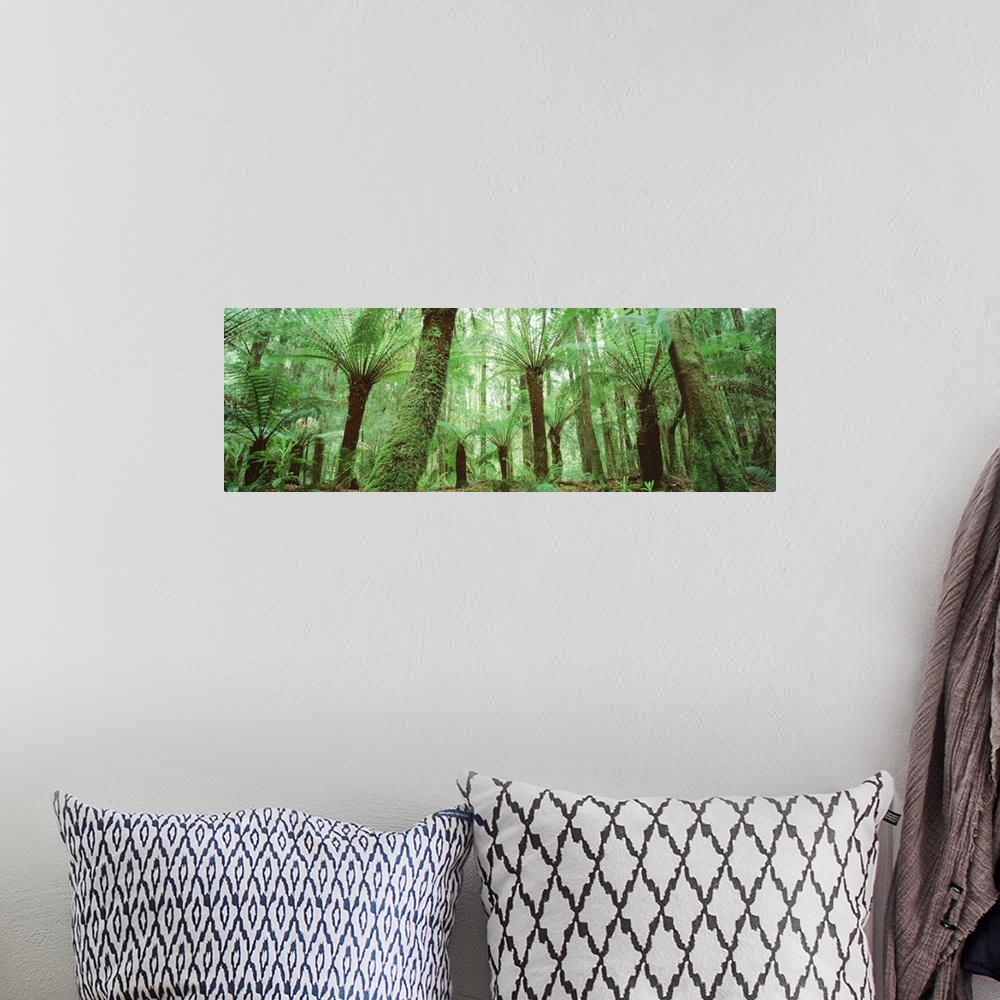 A bohemian room featuring Trees in a forest, Franklin Gordon Wild Rivers National Park, Tasmania, Australia
