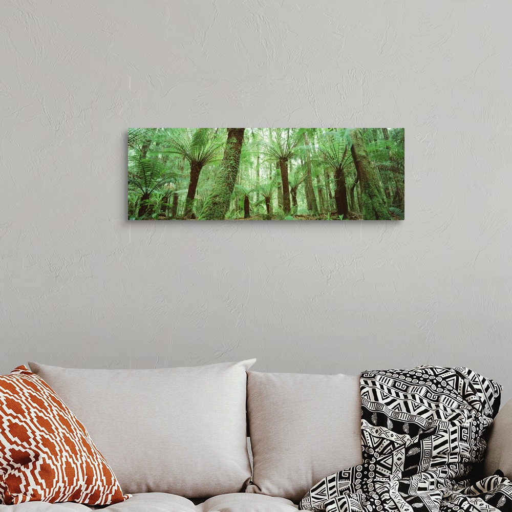 A bohemian room featuring Trees in a forest, Franklin Gordon Wild Rivers National Park, Tasmania, Australia