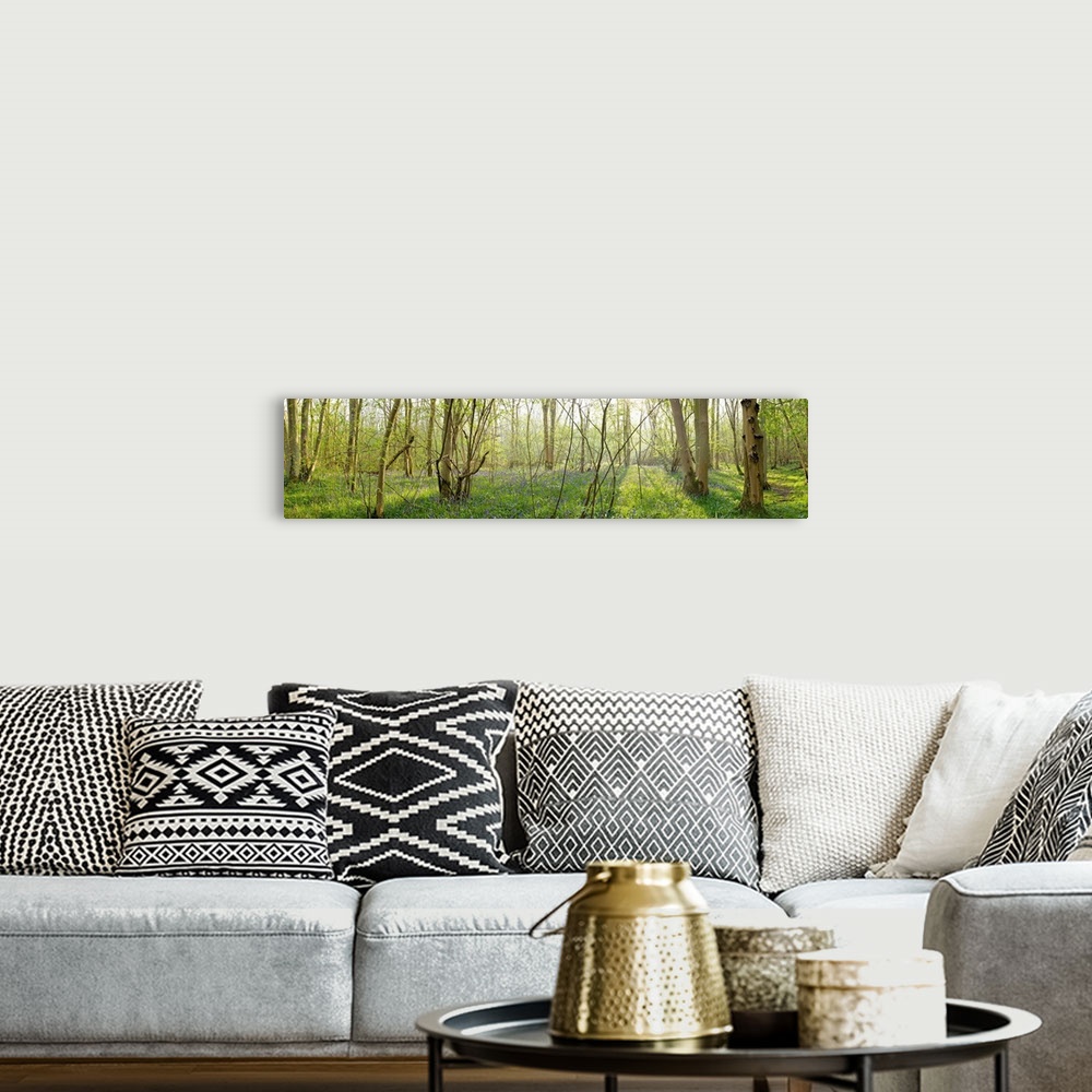 A bohemian room featuring Trees in a forest, Gransden And Waresley Woods, Cambridgeshire, England