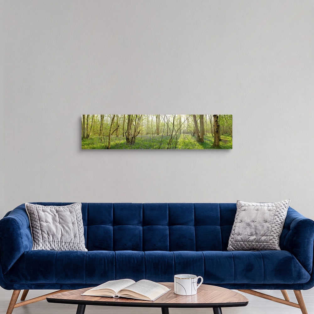 A modern room featuring Trees in a forest, Gransden And Waresley Woods, Cambridgeshire, England
