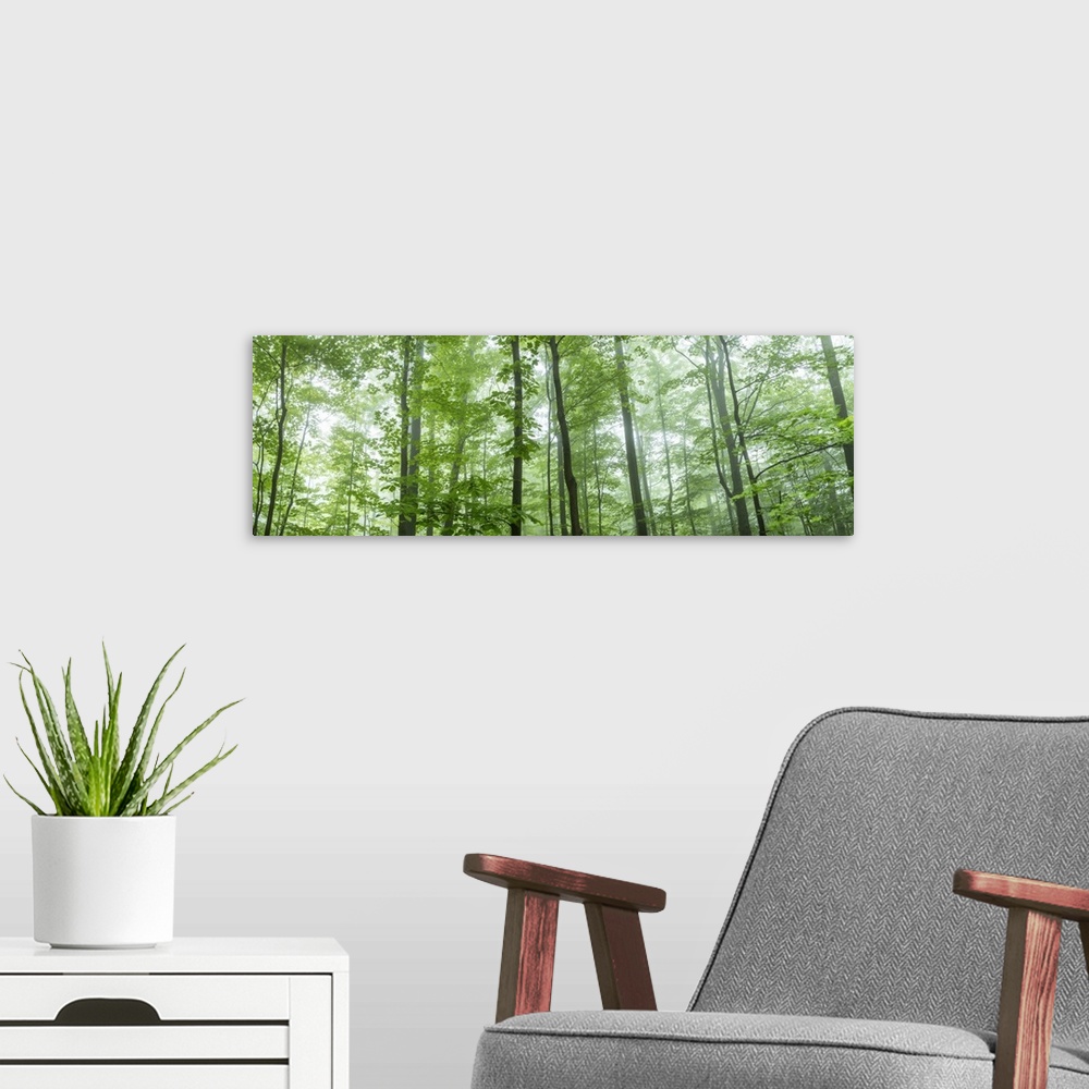 A modern room featuring Trees in a forest, Hamburg, New York State