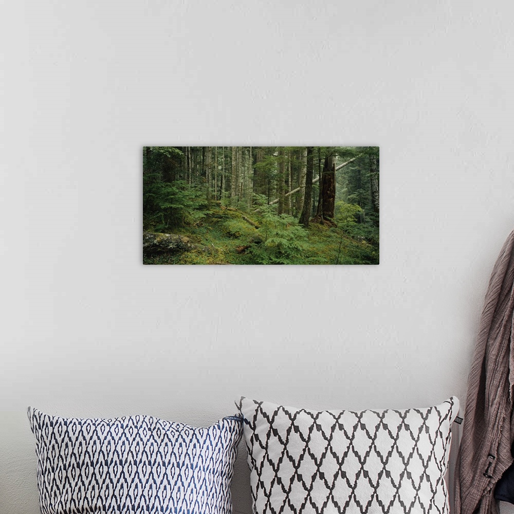 A bohemian room featuring Trees in a forest, Hoh Rainforest, Olympic National Forest, Washington State