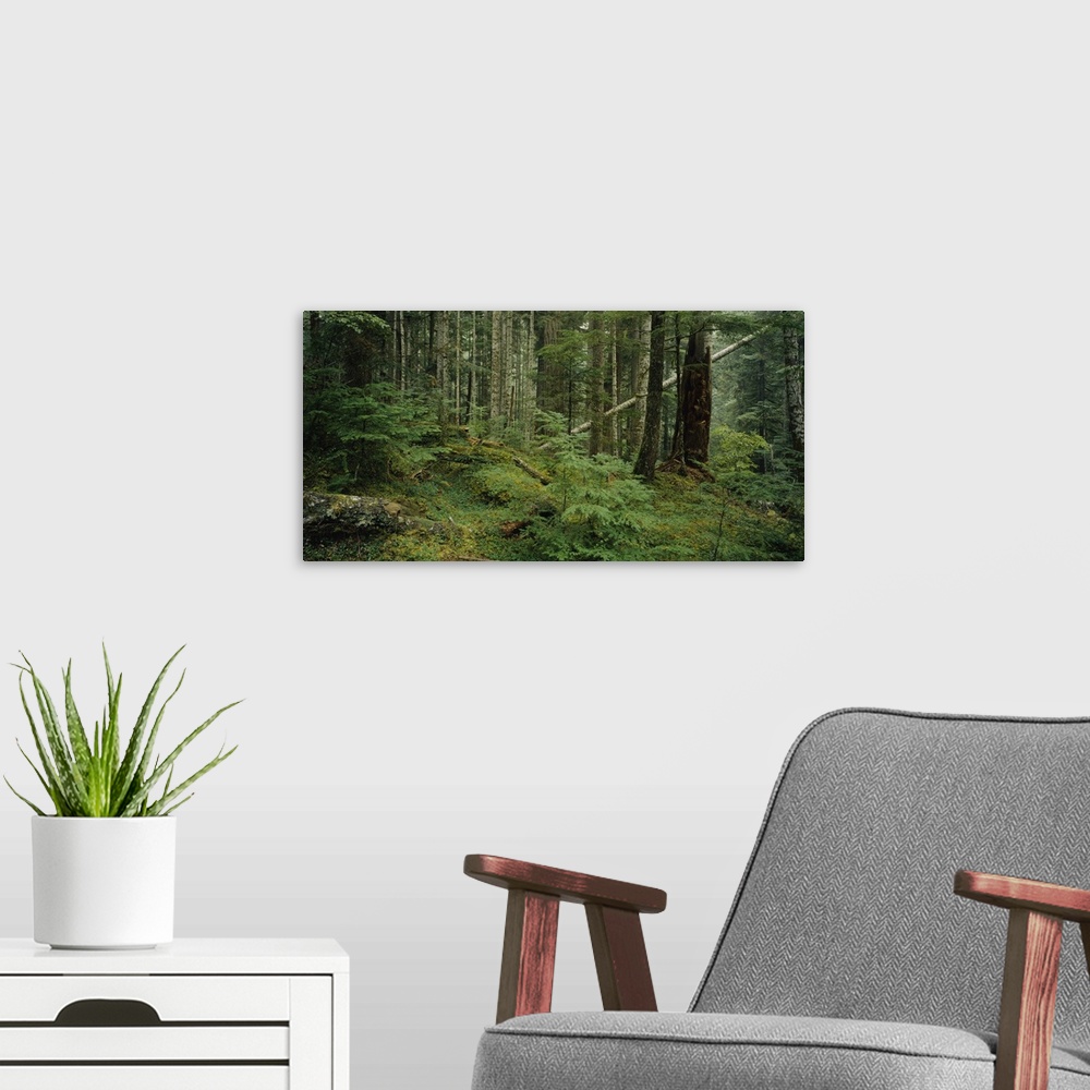 A modern room featuring Trees in a forest, Hoh Rainforest, Olympic National Forest, Washington State
