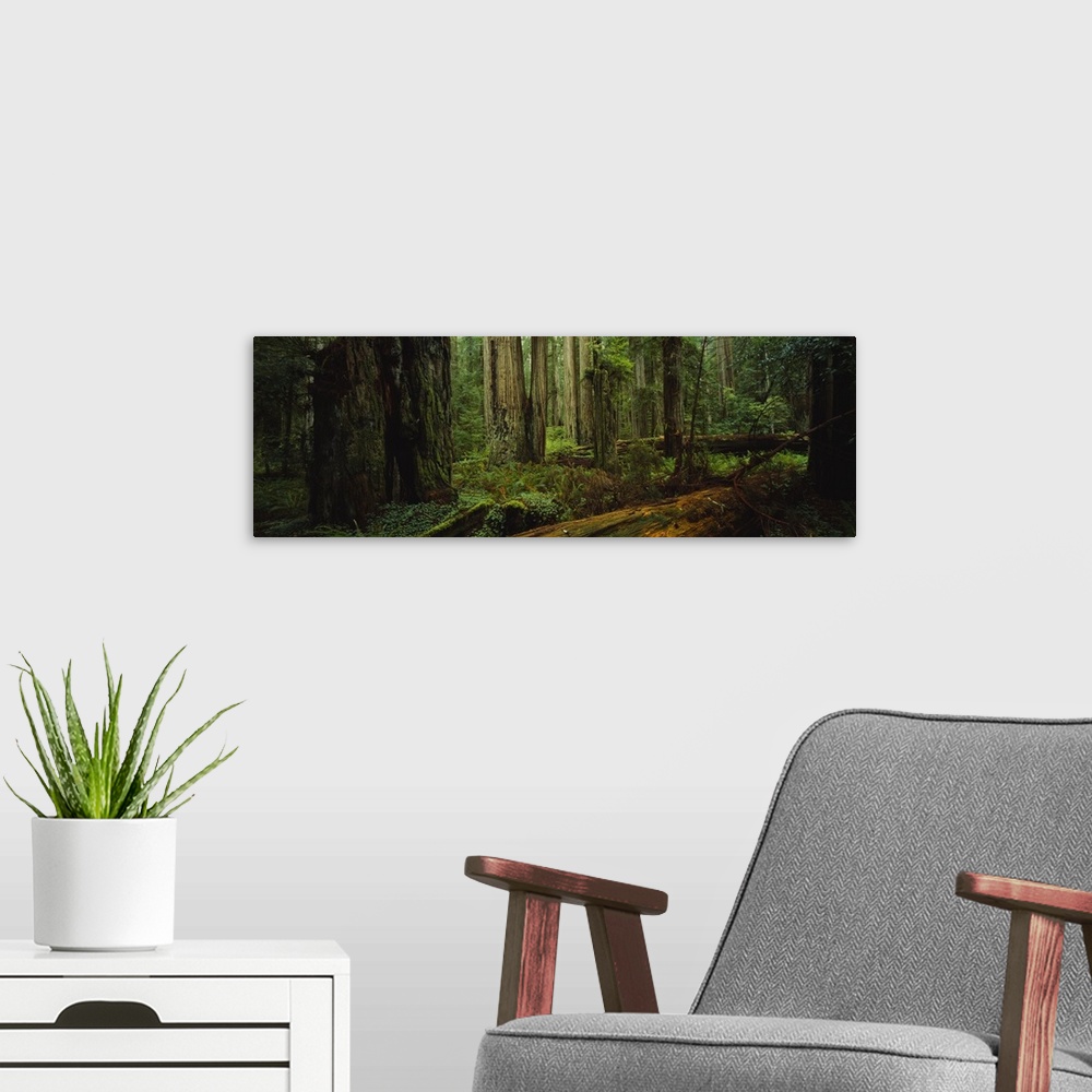A modern room featuring Trees in a forest, Hoh Rainforest, Olympic National Park, Washington State