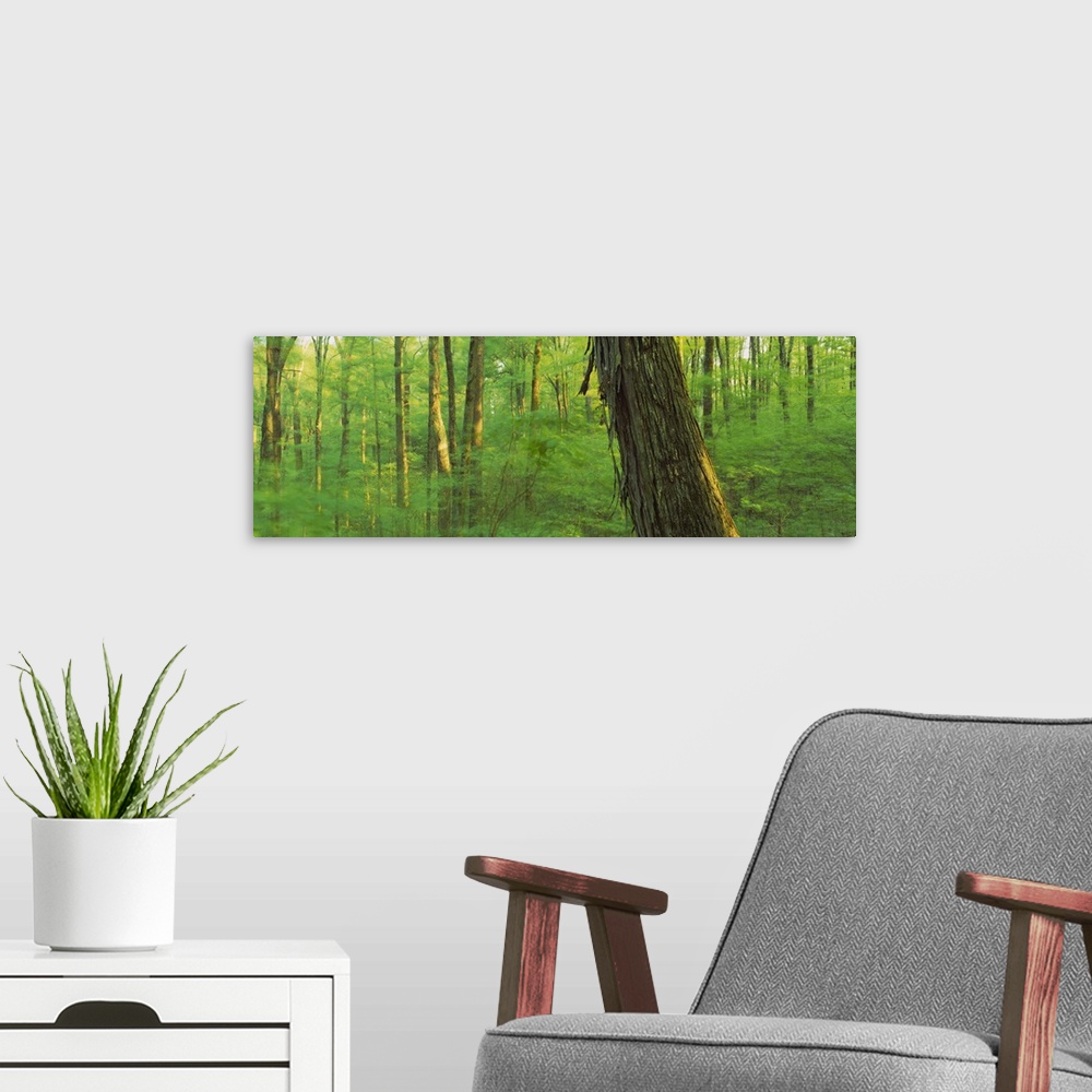 A modern room featuring Trees in a forest, Hoosier National Forest, Indiana
