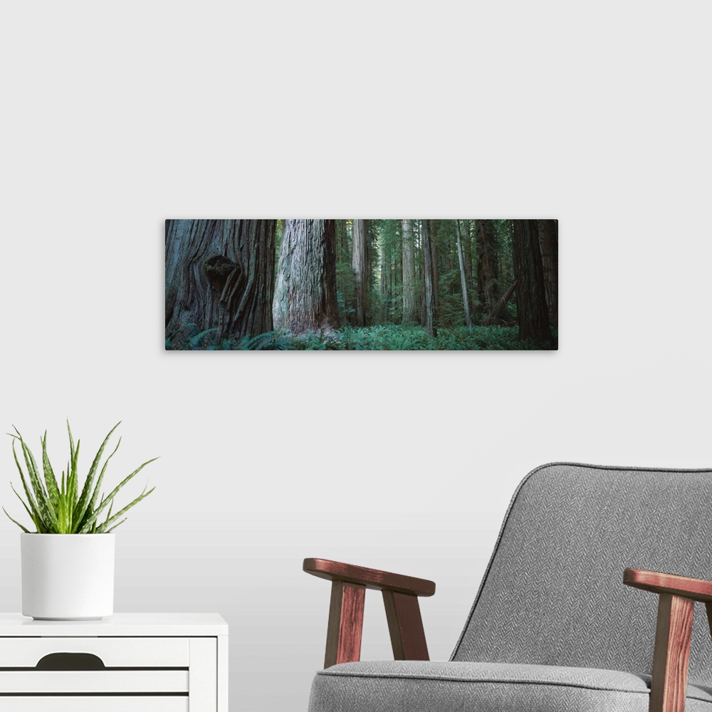 A modern room featuring Trees in a forest, Jedediah Smith Redwoods State Park, California
