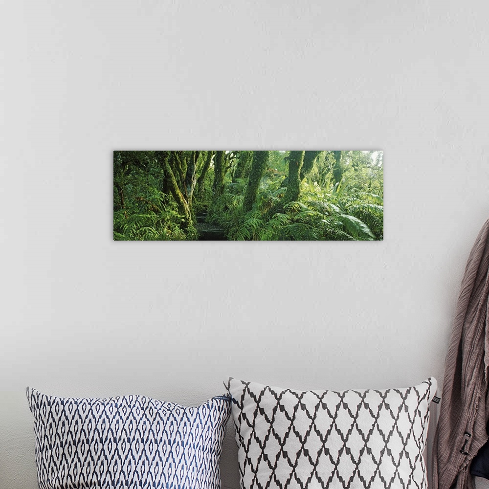 A bohemian room featuring Trees in a forest, Mount Taranaki, Mount Egmon, North Island, New Zealand