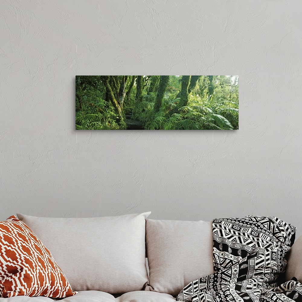 A bohemian room featuring Trees in a forest, Mount Taranaki, Mount Egmon, North Island, New Zealand