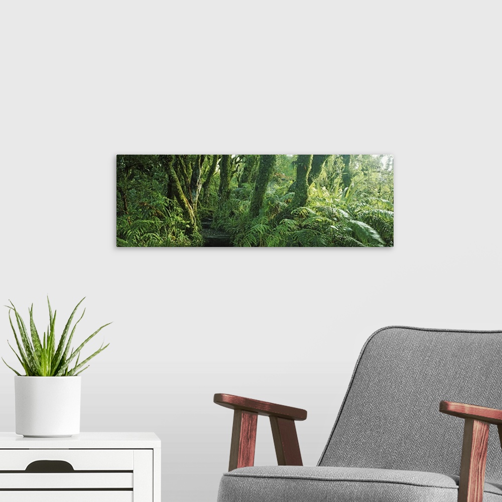 A modern room featuring Trees in a forest, Mount Taranaki, Mount Egmon, North Island, New Zealand