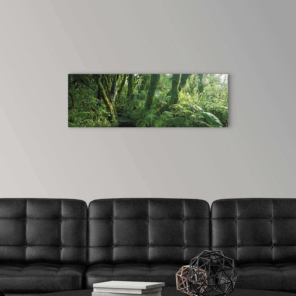 A modern room featuring Trees in a forest, Mount Taranaki, Mount Egmon, North Island, New Zealand