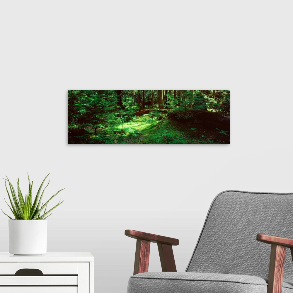 A modern room featuring Trees in a forest, Mt Rainier National Park, Washington State