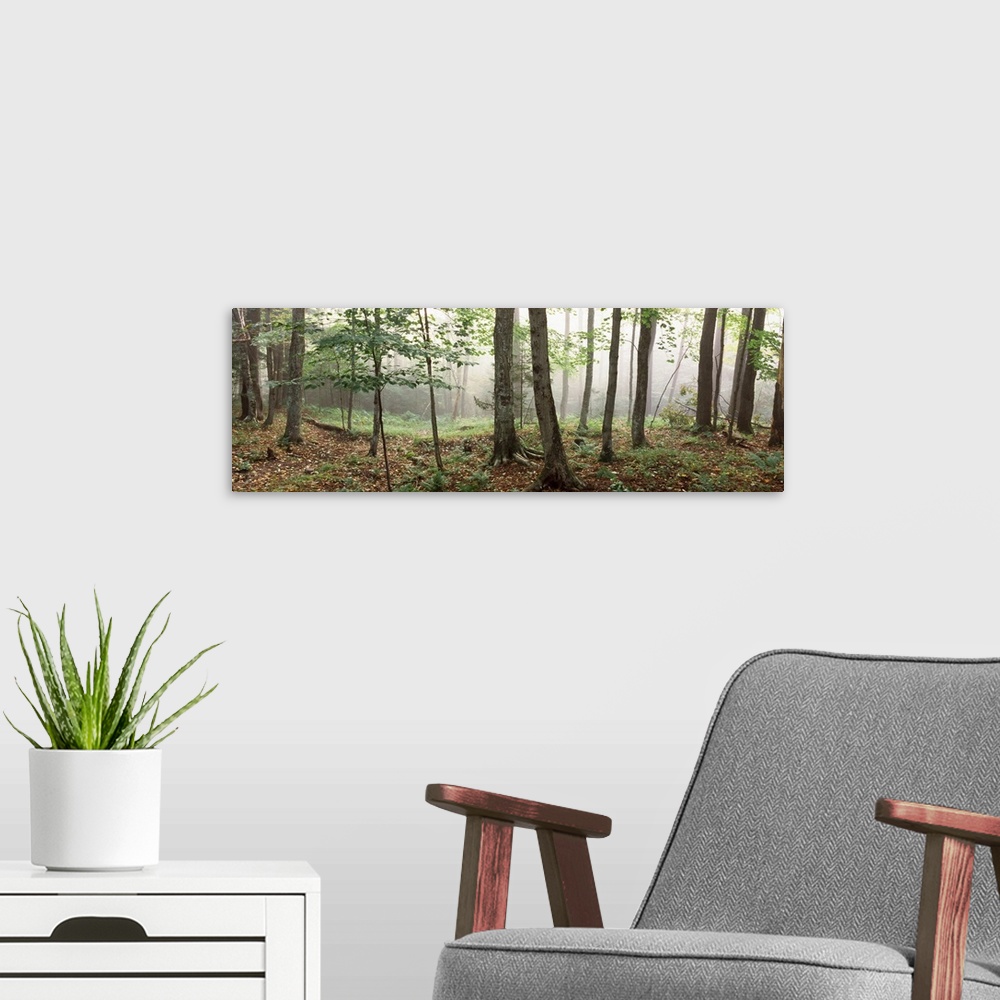 A modern room featuring Trees in a forest, Old Forge, Adirondack Mountains, Herkimer County, New York State,