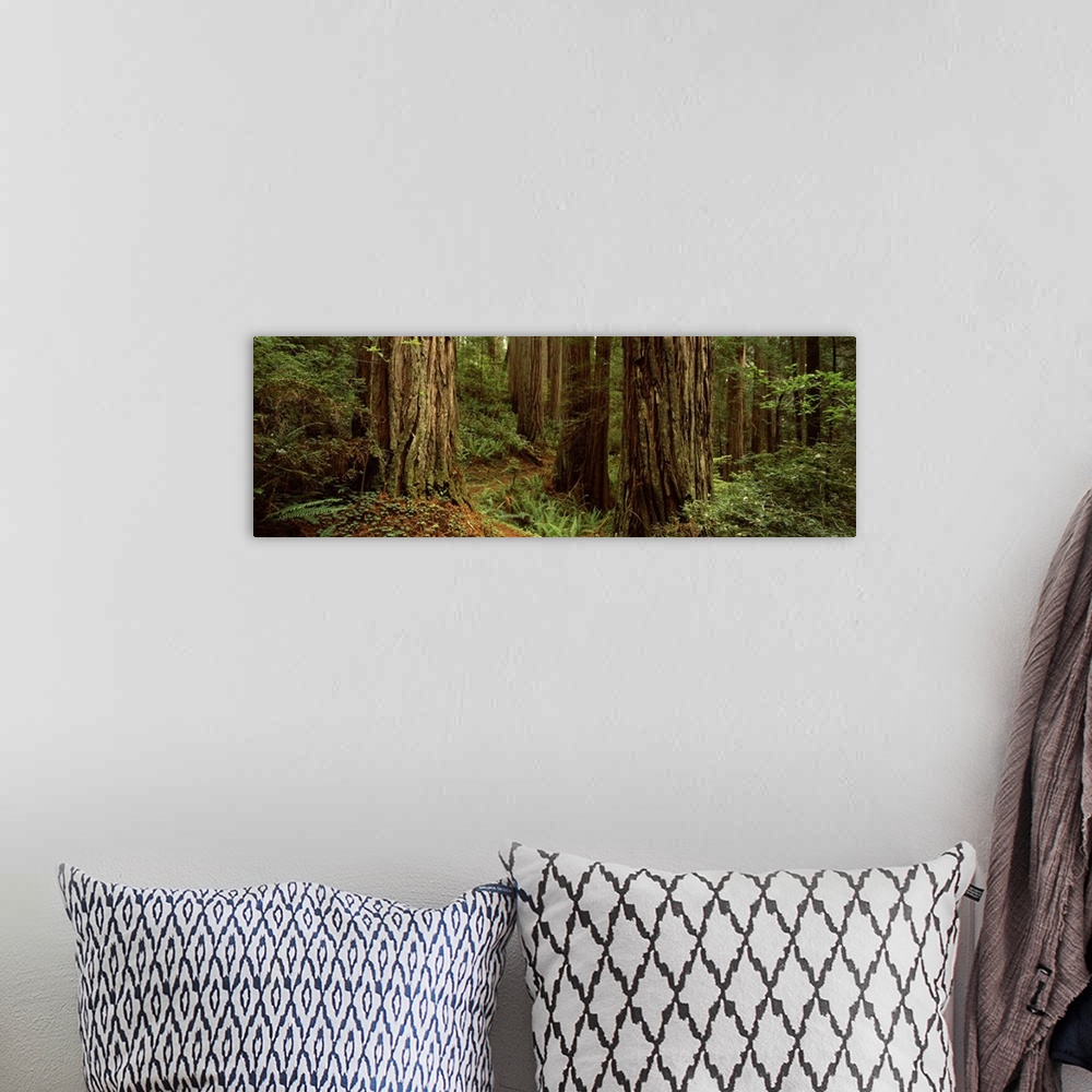 A bohemian room featuring Trees in a forest, Prairie Creek State Park, California, USA