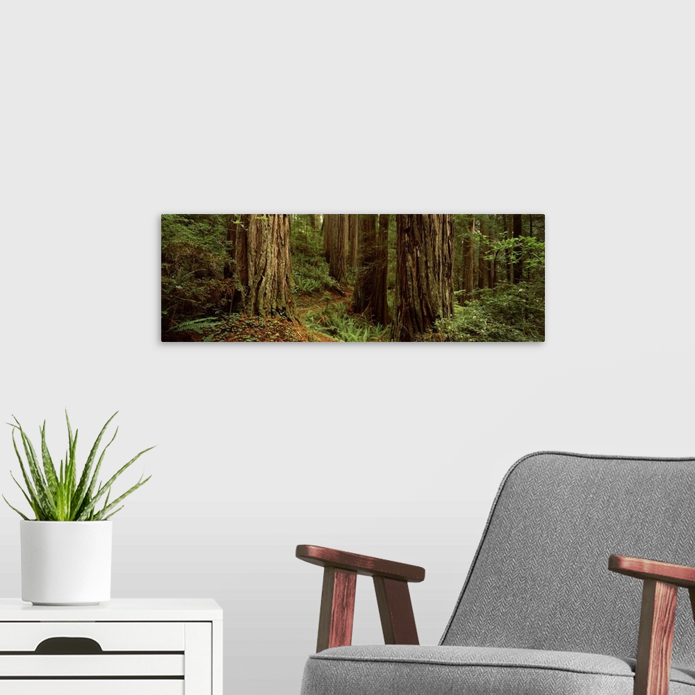 A modern room featuring Trees in a forest, Prairie Creek State Park, California, USA