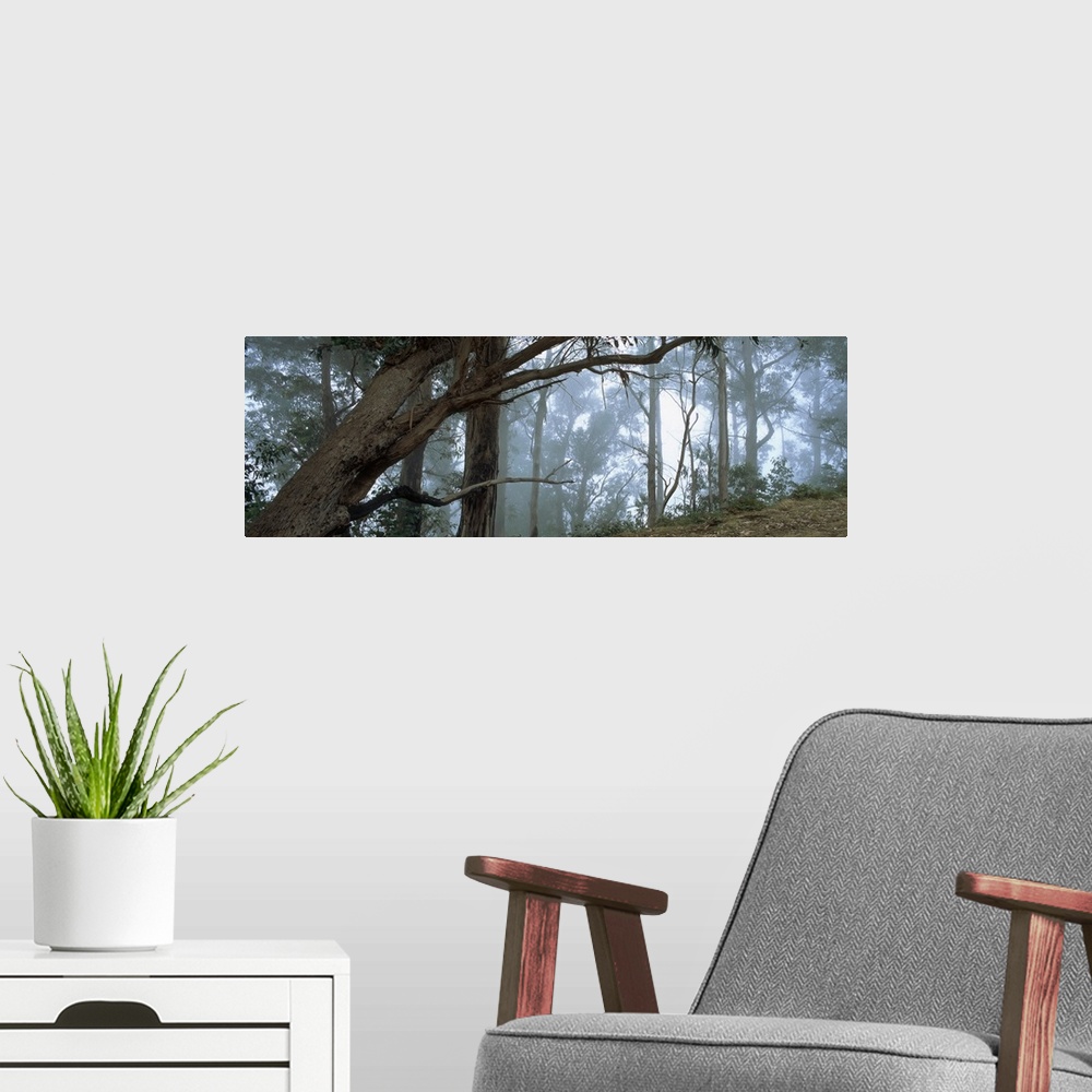 A modern room featuring Trees in a forest, Rabacal, Madeira, Portugal