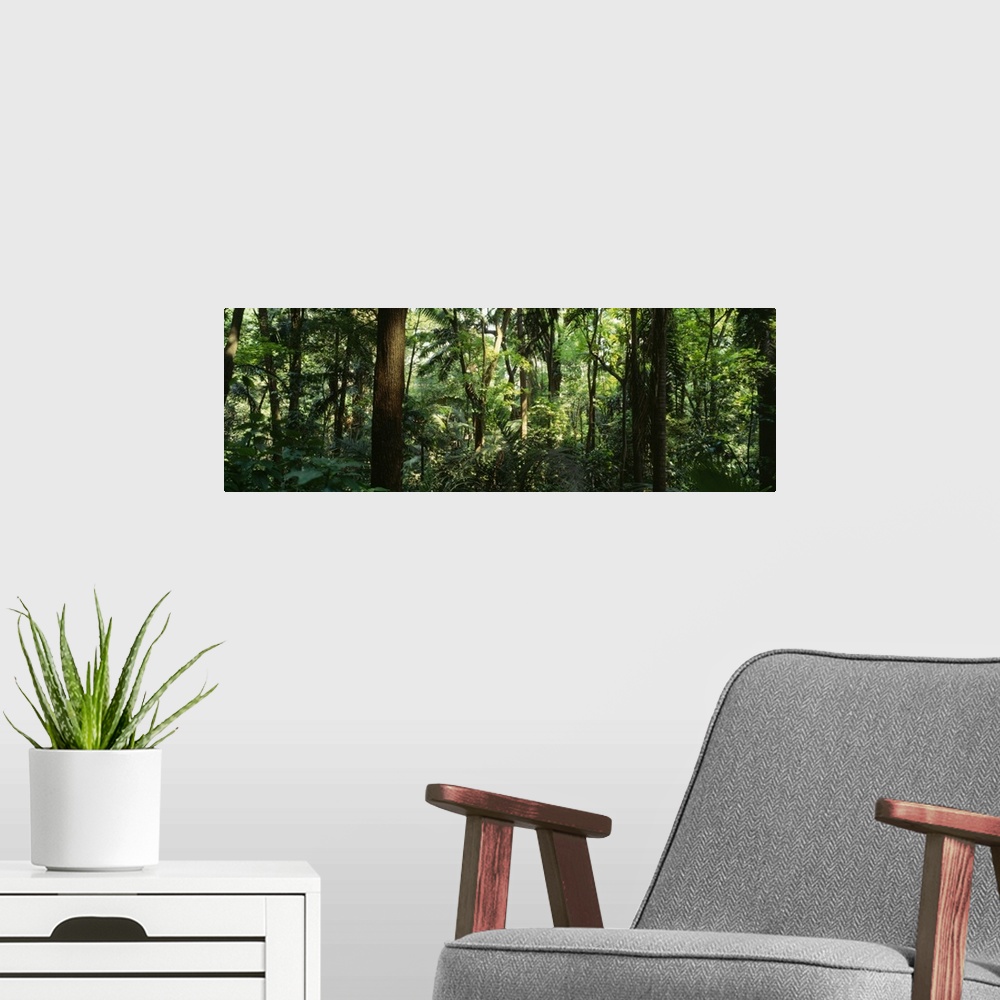 A modern room featuring Trees in a forest, Rainforest, Trianon Park, Sao Paulo, Brazil