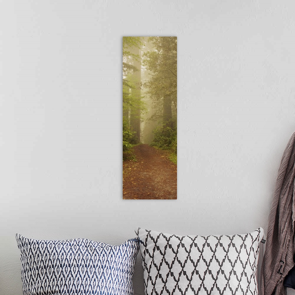 A bohemian room featuring Panoramic photograph taken of a dirt path as it leads through a woodland dense with tall trees an...