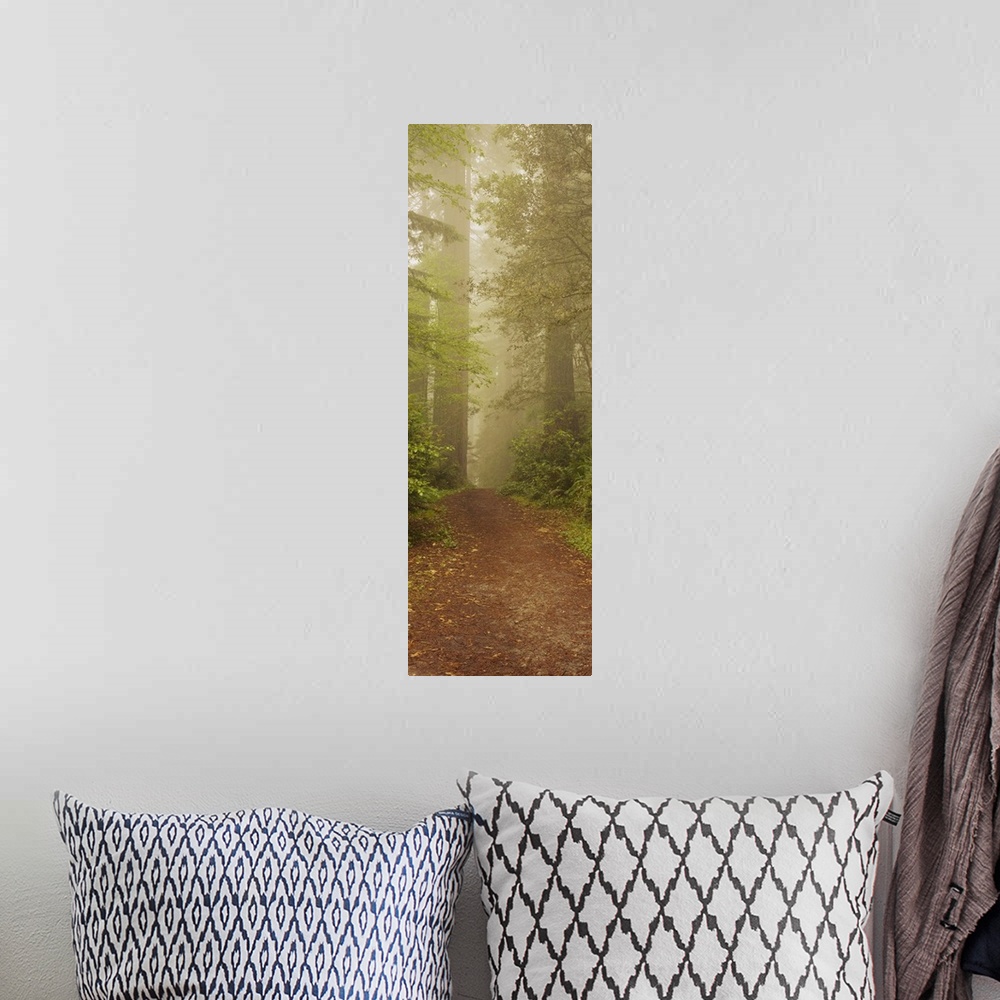 A bohemian room featuring Panoramic photograph taken of a dirt path as it leads through a woodland dense with tall trees an...