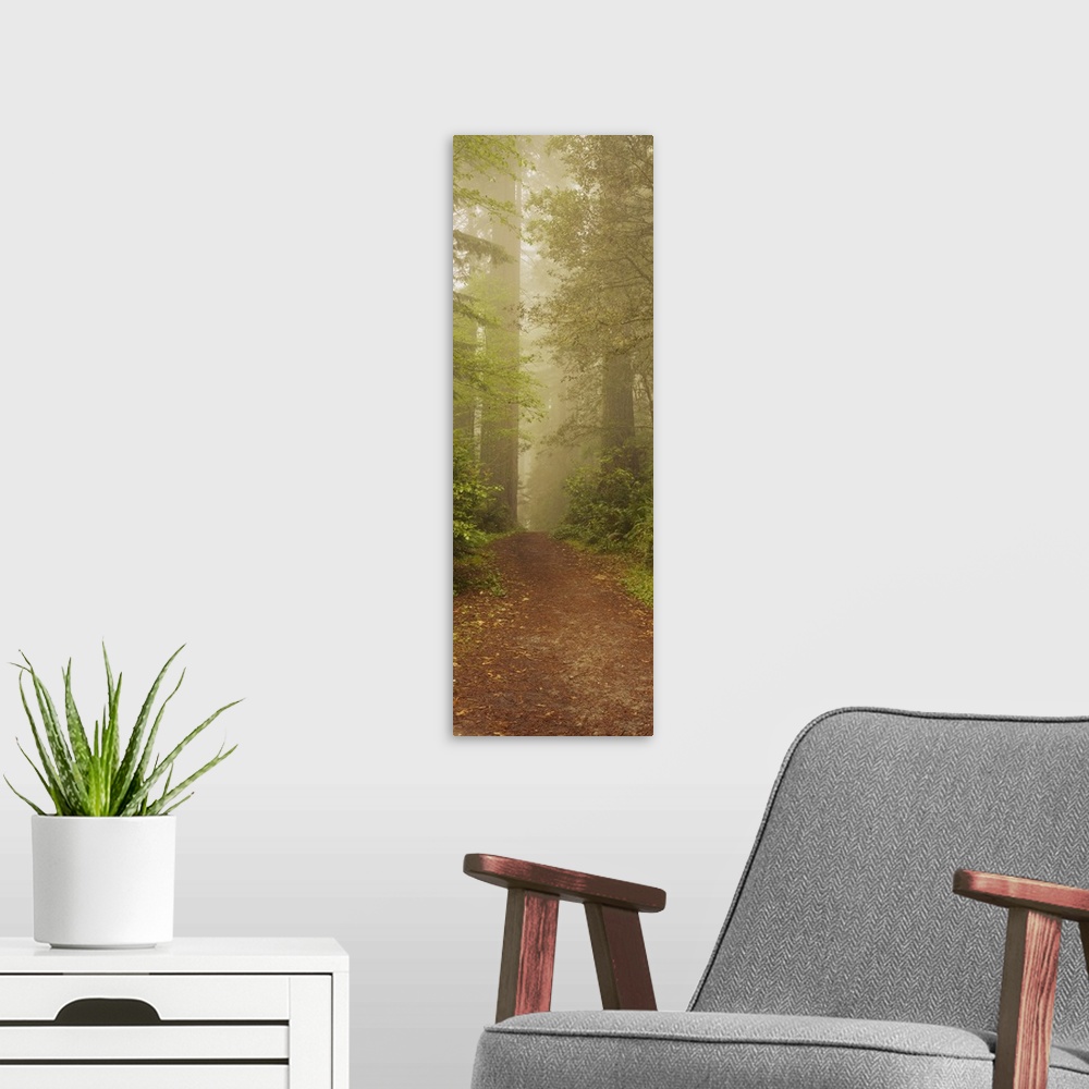 A modern room featuring Panoramic photograph taken of a dirt path as it leads through a woodland dense with tall trees an...