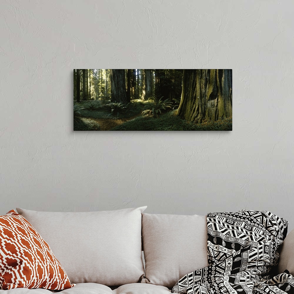 A bohemian room featuring Trees in a forest, Redwood National Park, California