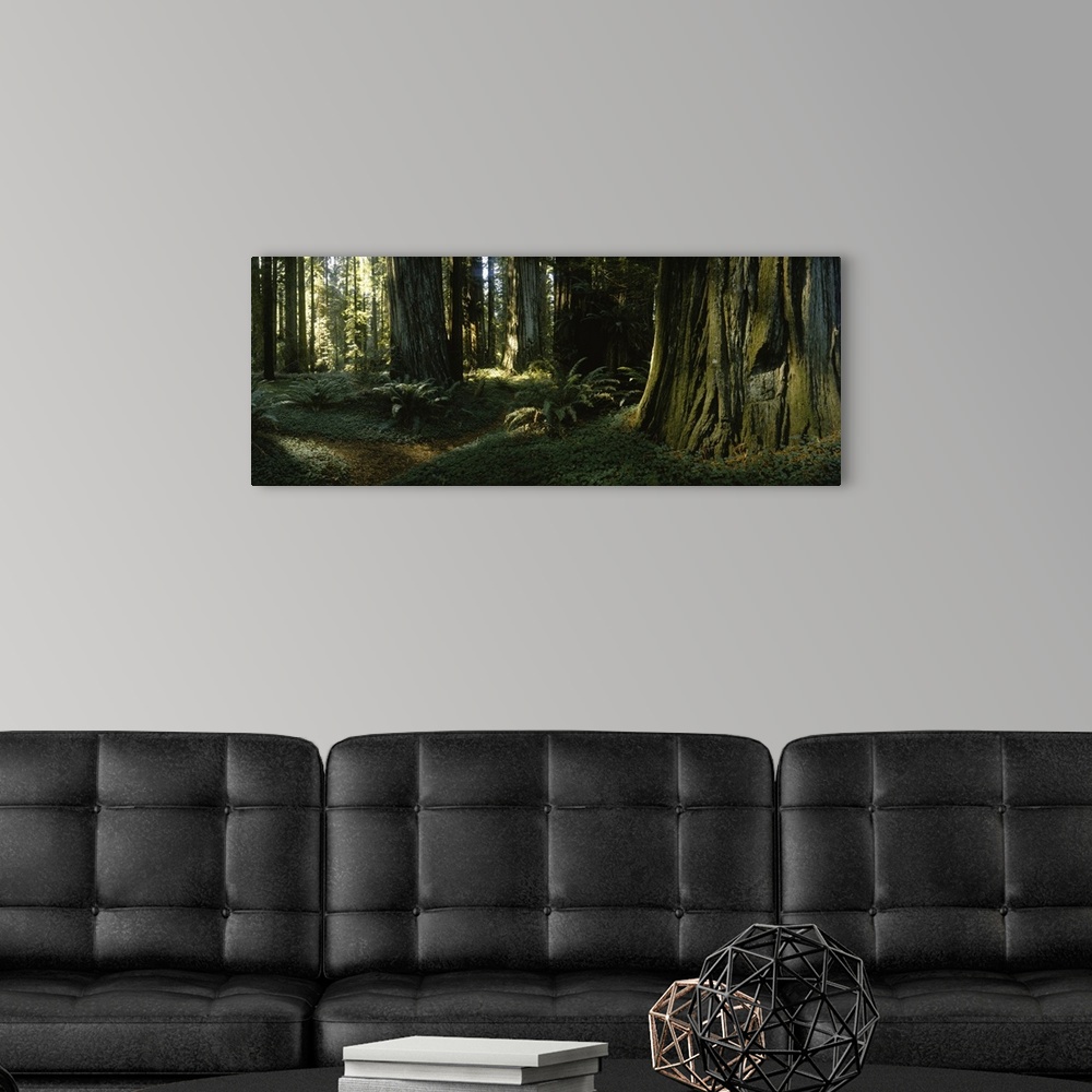 A modern room featuring Trees in a forest, Redwood National Park, California