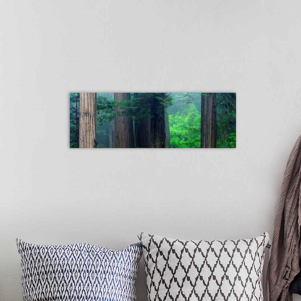 A bohemian room featuring This panoramic photograph captures a wooded landscape filled with mist.