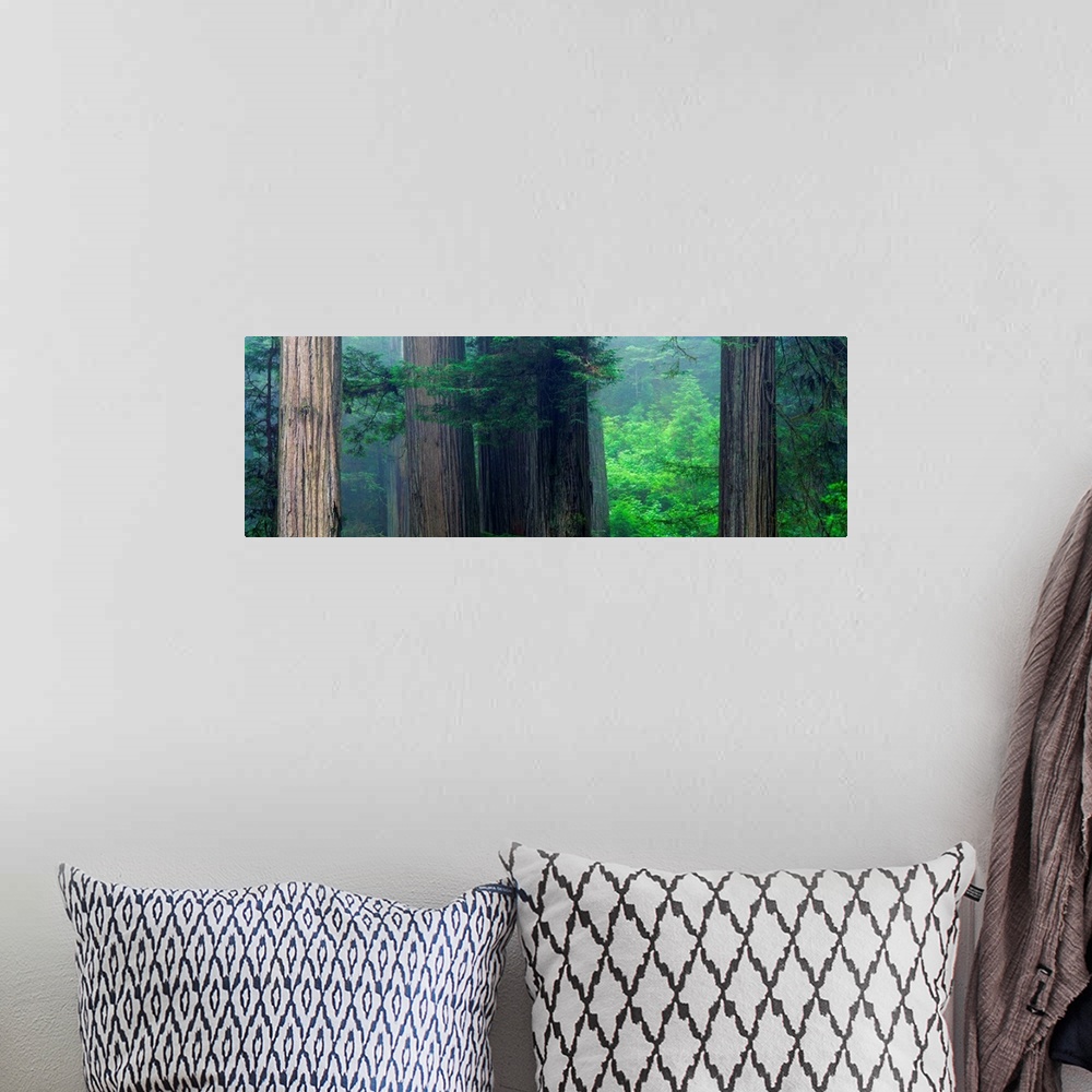 A bohemian room featuring This panoramic photograph captures a wooded landscape filled with mist.