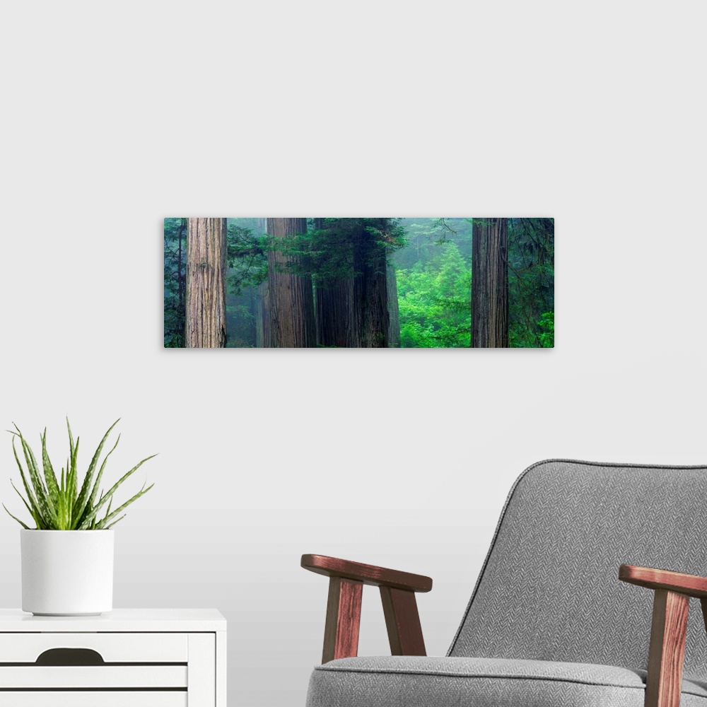 A modern room featuring This panoramic photograph captures a wooded landscape filled with mist.
