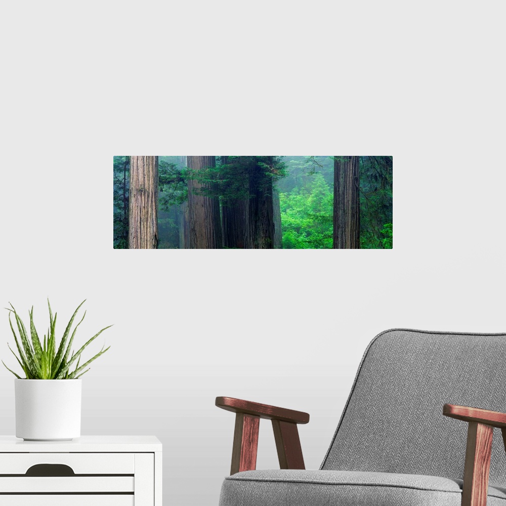 A modern room featuring This panoramic photograph captures a wooded landscape filled with mist.