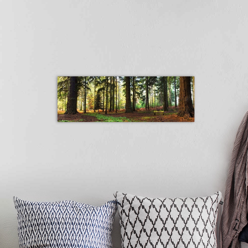 A bohemian room featuring Trees in a forest, Rhinefield Ornamental Drive, New Forest, Hampshire, England