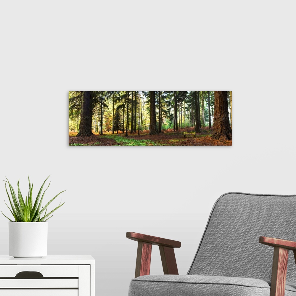 A modern room featuring Trees in a forest, Rhinefield Ornamental Drive, New Forest, Hampshire, England