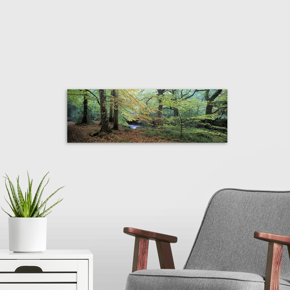 A modern room featuring Trees in a forest, River Teign, Dartmoor, Devon, England