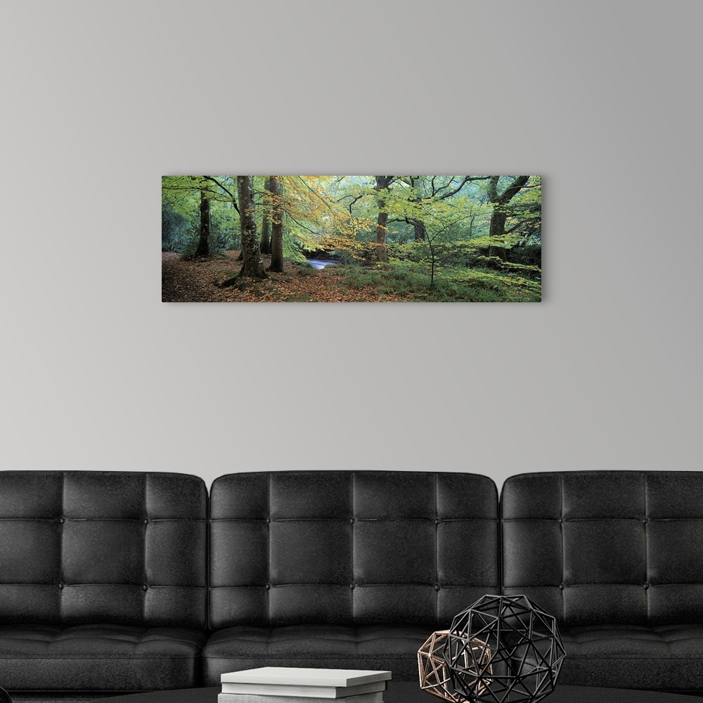 A modern room featuring Trees in a forest, River Teign, Dartmoor, Devon, England