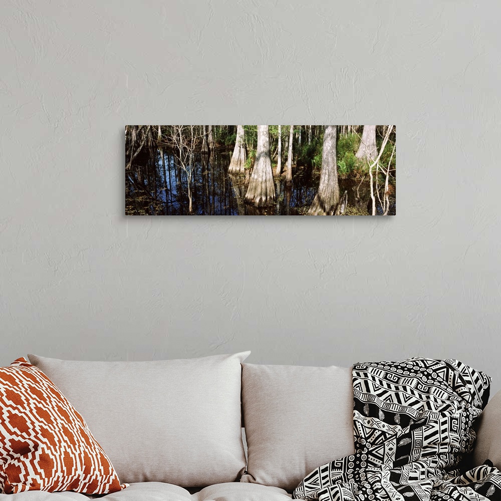 A bohemian room featuring Trees in a forest, Six Mile Cypress Slough Preserve, Fort Myers, Florida