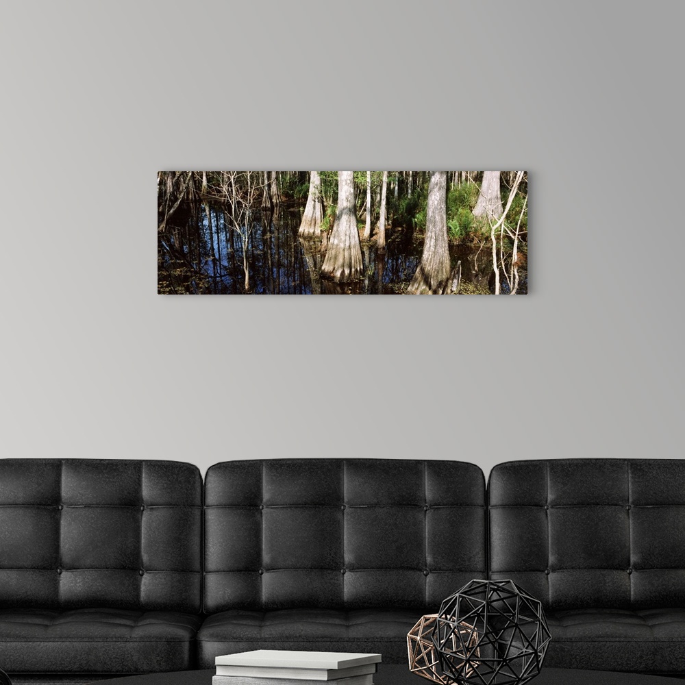 A modern room featuring Trees in a forest, Six Mile Cypress Slough Preserve, Fort Myers, Florida