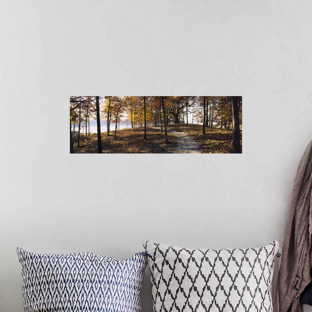 A bohemian room featuring Panoramic photograph of dirt trail winding through an autumn forest with river in the distance.